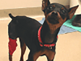 Rehab Animal: Princess